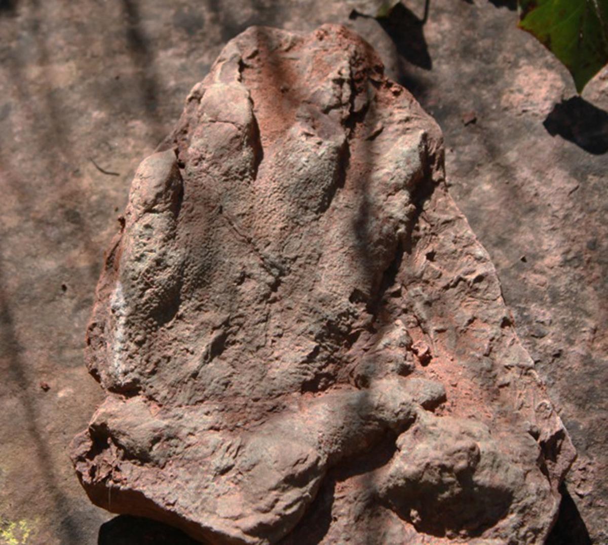 Hallada una huella fosilizada de reptil de hace 230 millones de años