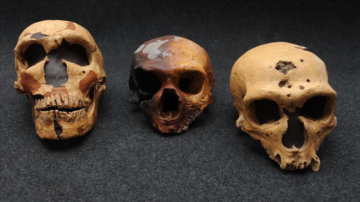 Imagen de archivo de cráneos de neandertales Imagen de archivo de cráneos de neandertales