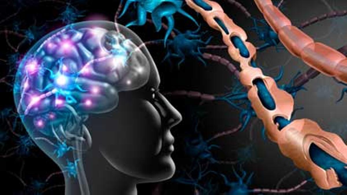 La ELA afecta a las células nerviosas del cerebro y la médula espinal. 