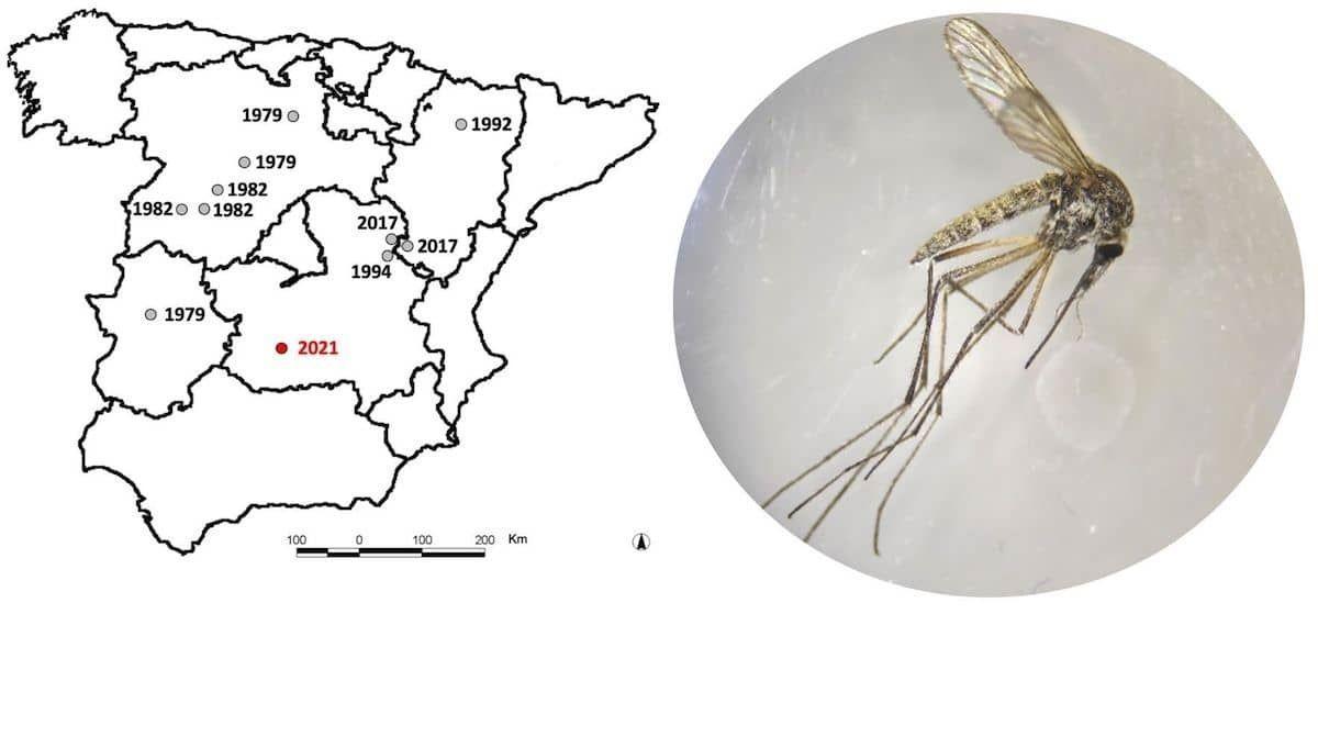 El agresivo mosquito de la nieve está extendiéndose hacia el sur de España