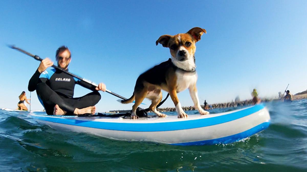 Paddle surf perruno, organizado por PAT Educadora Canina.