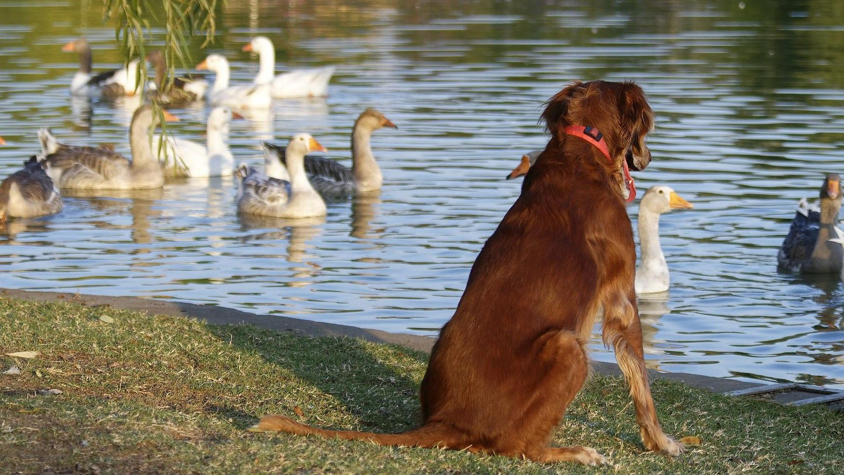 Oblicuo Celda de poder Desprecio El vídeo viral donde se muestra la particular rivalidad entre un perro y un  pato en un lago de Misuri