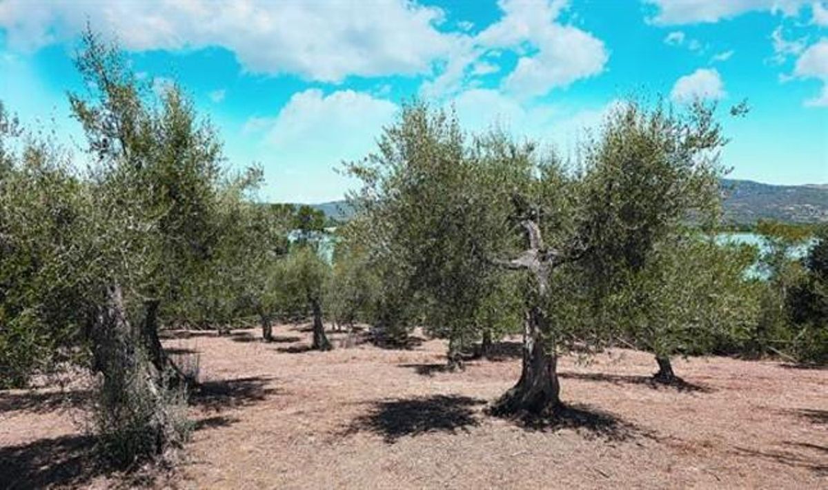 Plantación de olivos en la región italiana de Umbria, una de las principales zonas productoras del país. Plantación de olivos en la región italiana de Umbria, una de las principales zonas productoras del país.