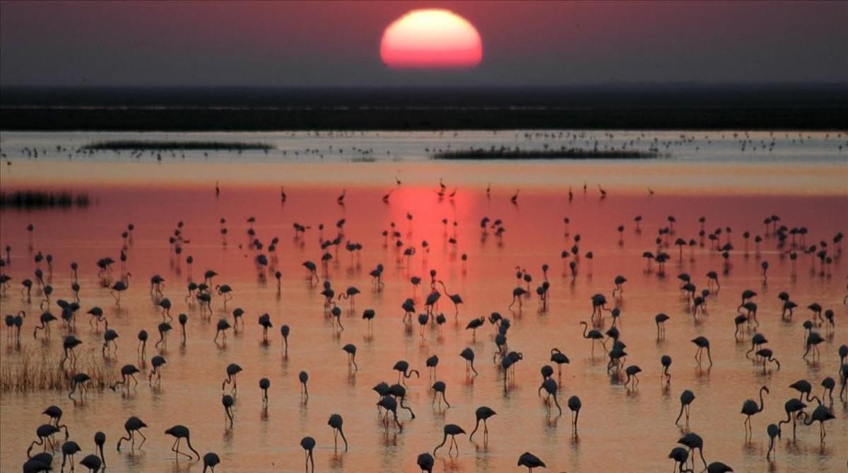 El parque de Doñana. El parque de Doñana.
