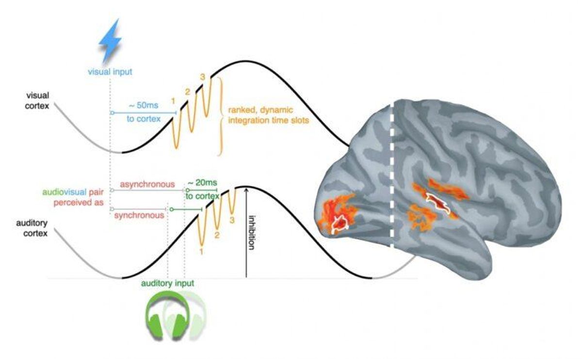 El cerebro nos engaña: integra visión y sonido como un todo El cerebro nos engaña: integra visión y sonido como un todo
