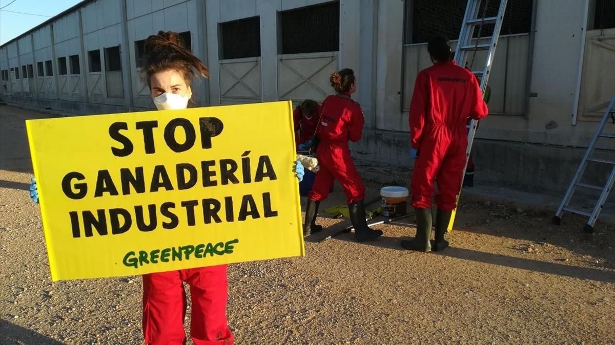 Greenpeace en la granja del grupo Cefusa en Hellín (Albacete). Greenpeace en la granja del grupo Cefusa en Hellín (Albacete).
