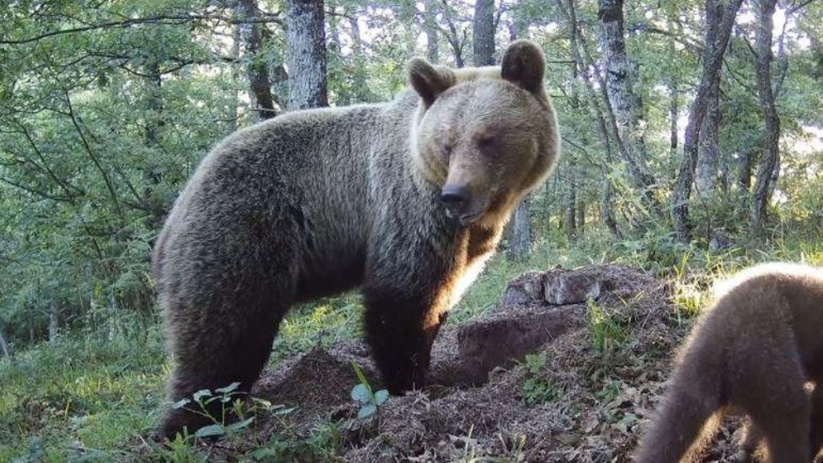 Un oso en el Parque Natural de las Ubiñas la Mesa en Asturias. Un oso en el Parque Natural de las Ubiñas la Mesa en Asturias.