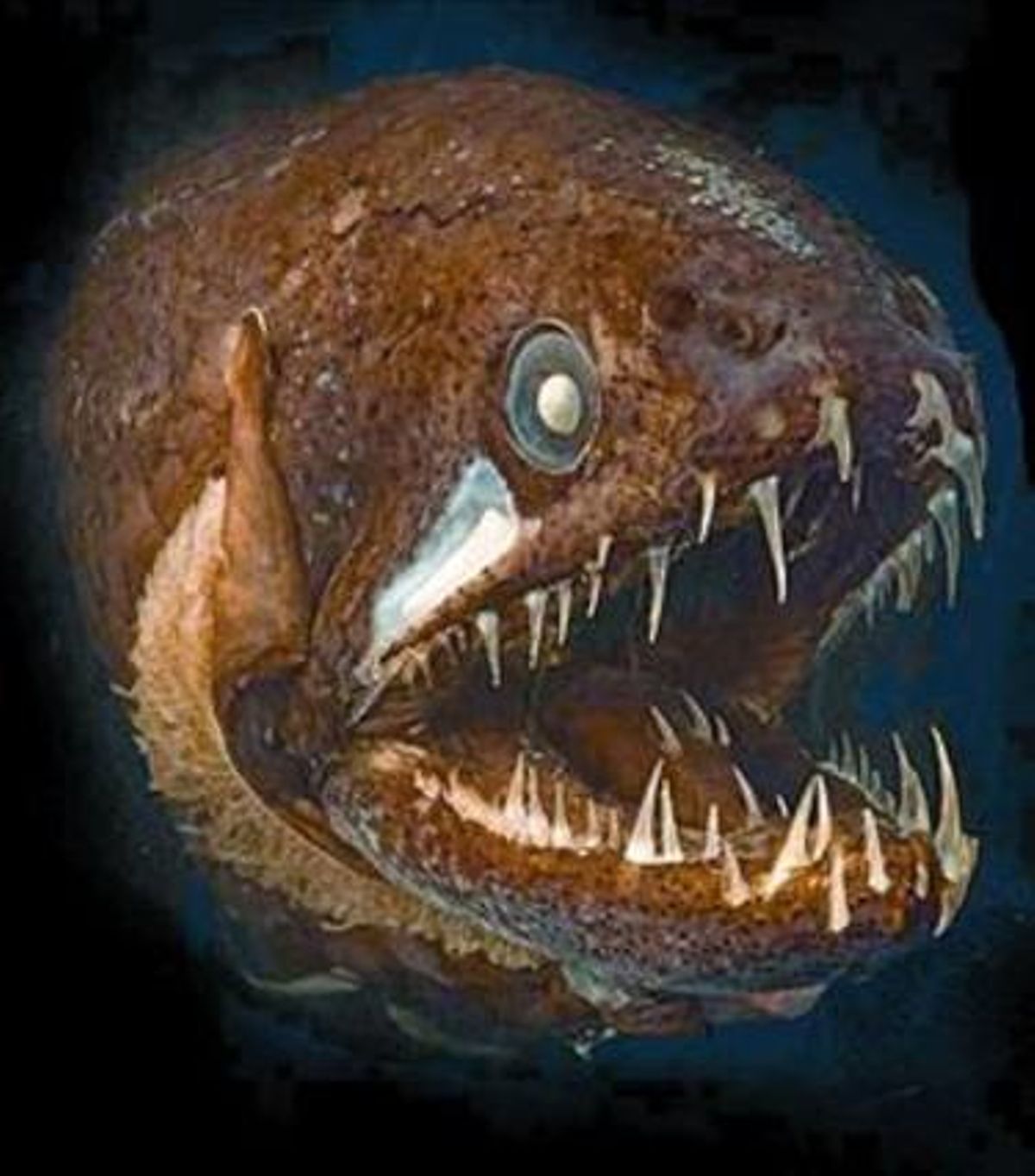 El llamado pez de los Sargazos (izquierda) y un pez dragón, dos de las especies incluidas en Censo de la Vida Marina. El llamado pez de los Sargazos (izquierda) y un pez dragón, dos de las especies incluidas en Censo de la Vida Marina.