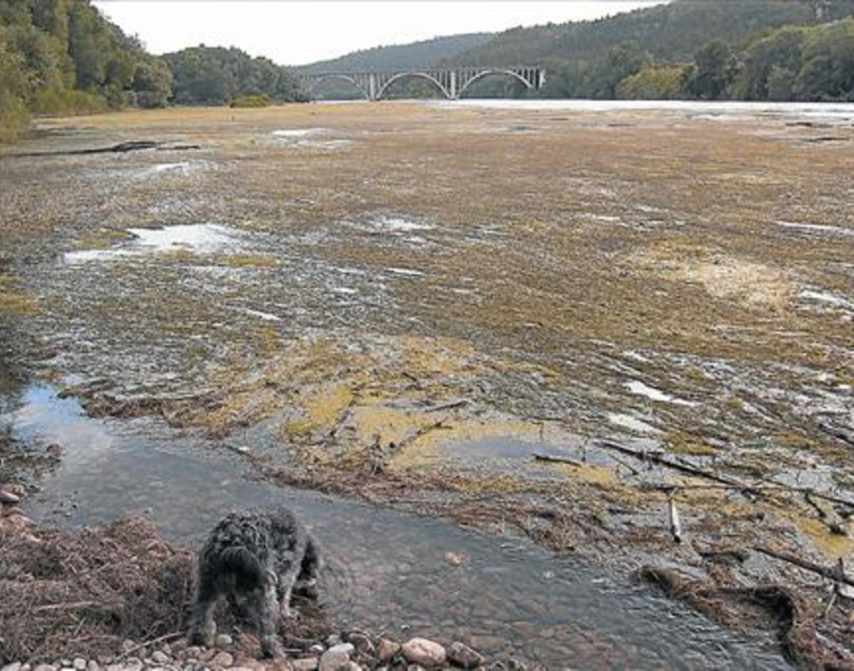 Acumulación de algas en el río Ebro a su paso por Garcia, el pasado 29 de junio.
