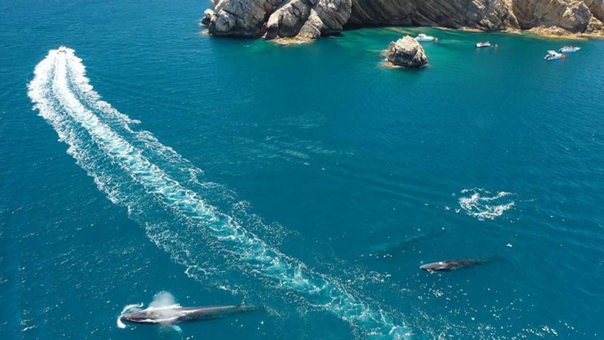 Foto | Así persiguen y hostigan las barcas de recreo a las ballenas en Valencia