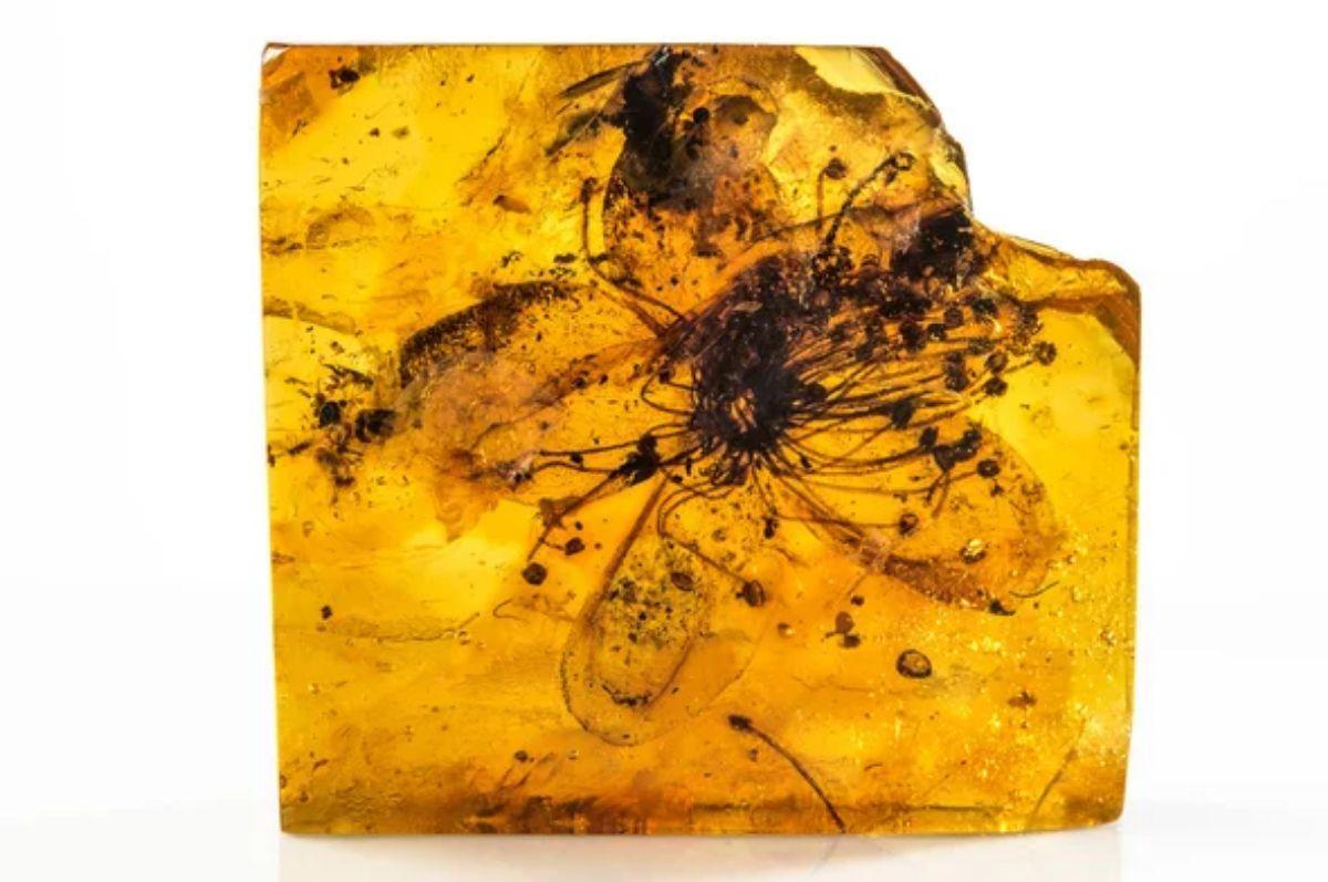 Una flor protegida en ambre fa gairebé 40 milions d’anys és la més gran mai descoberta Una flor protegida en ambre fa gairebé 40 milions d’anys és la més gran mai descoberta