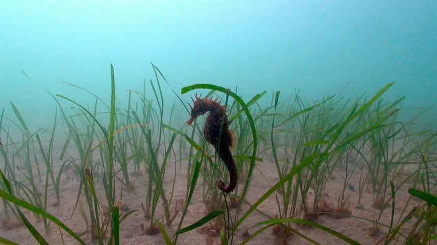 60 million seahorses disappear each year due to traditional Asian medicine
