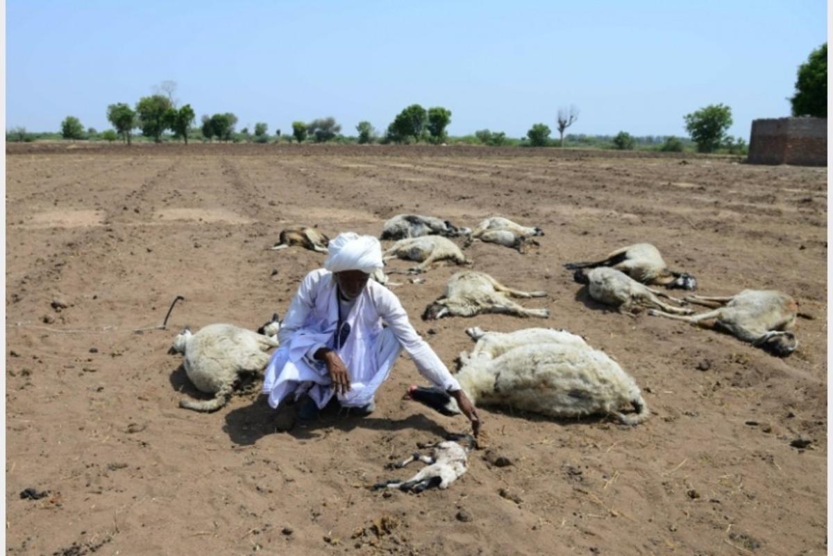 Las altas temperaturas en la India provocan la muerte de animales y personas. Las altas temperaturas en la India provocan la muerte de animales y personas.