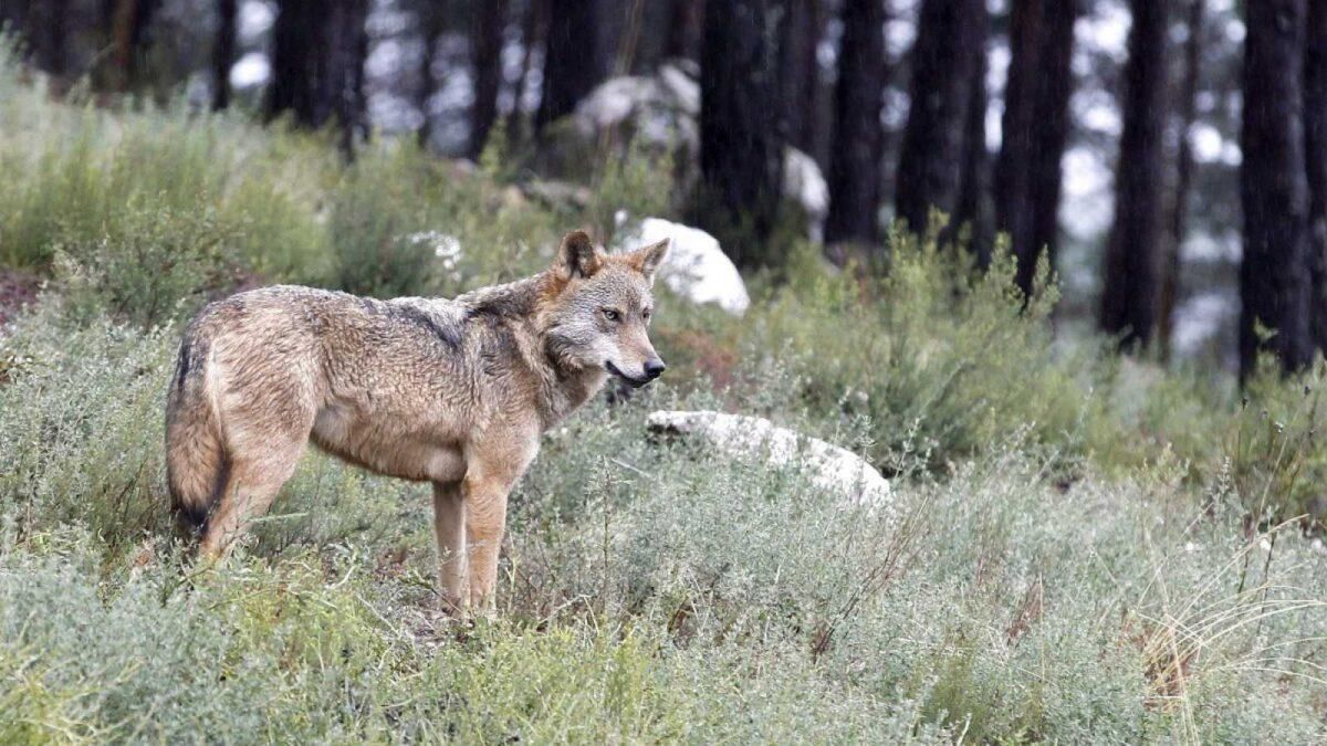 Asturias, Galicia, Castilla y León y Cantabria piden que se retire la Estrategia del Lobo Asturias, Galicia, Castilla y León y Cantabria piden que se retire la Estrategia del Lobo