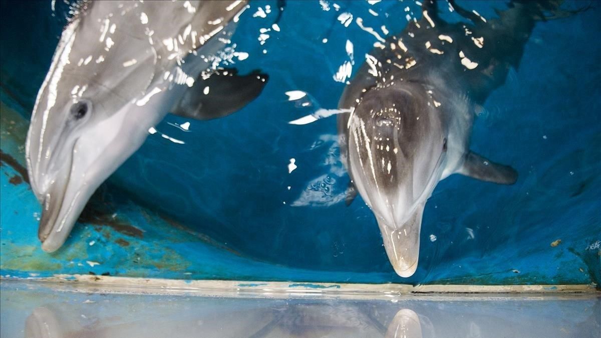 Delfines en un zoológico. Delfines en un zoológico.