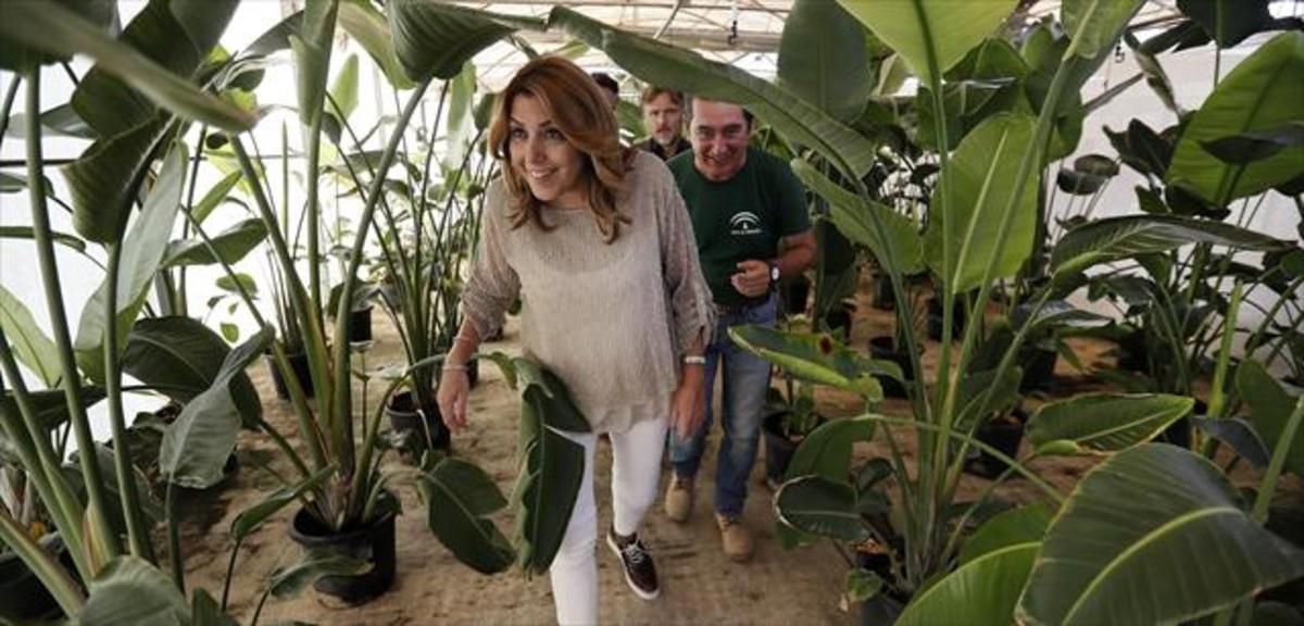 La presidenta de Andalucía, Susana Díaz, durante la visita a un vivero en Sevilla el pasado mes de julio. La presidenta de Andalucía, Susana Díaz, durante la visita a un vivero en Sevilla el pasado mes de julio.