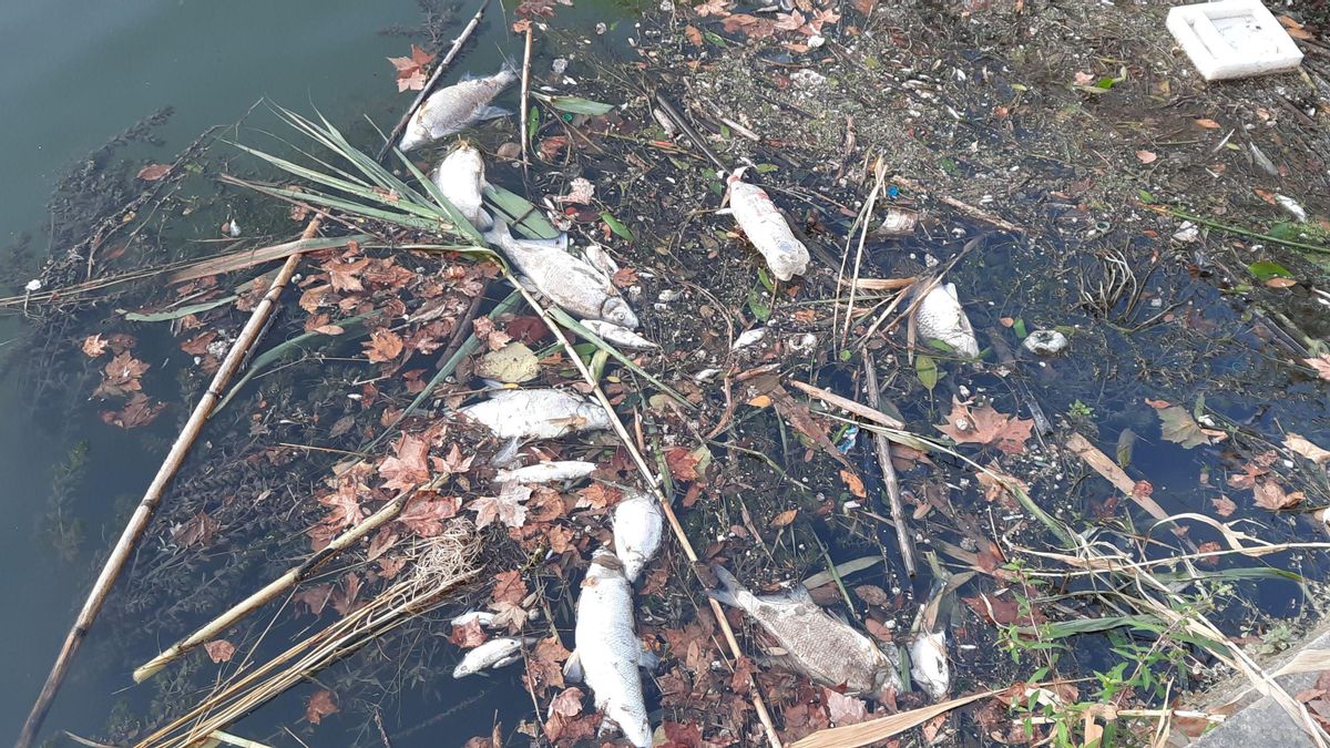 Centenares de peces muertos flotan en el río Tíber, a su paso por Roma. Centenares de peces muertos flotan en el río Tíber, a su paso por Roma.
