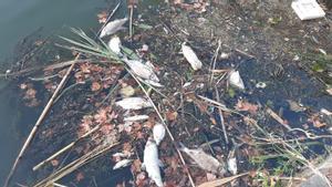 Centenares de peces muertos flotan en el río Tíber, a su paso por Roma.