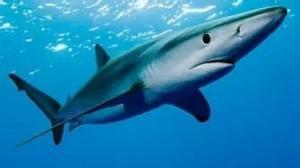 Tiburón azul o tintorera de gran tamaño.