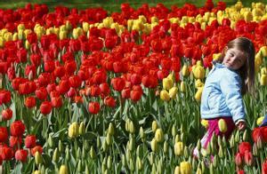Una niña entre un campo de tulipanes rojos y amarillos.