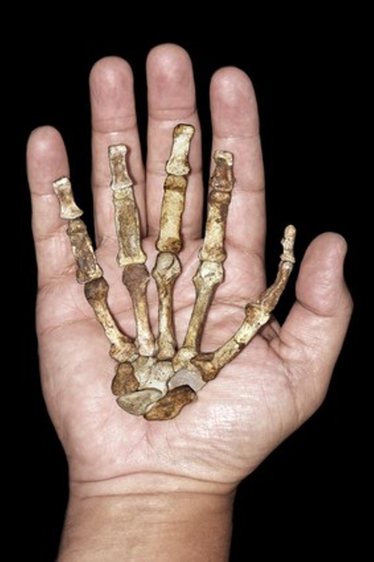 El esqueleto de la mano derecha del ’Australopithecus sediba’ comparada con la de un humano. 
