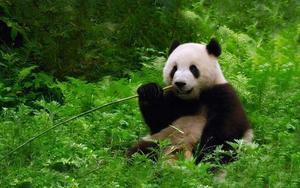 El oso panda ya no es una especie en peligro, según China.