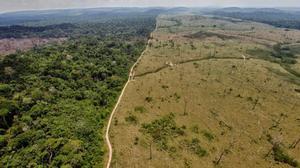 Acuerdo mundial para detener la deforestación en 2030