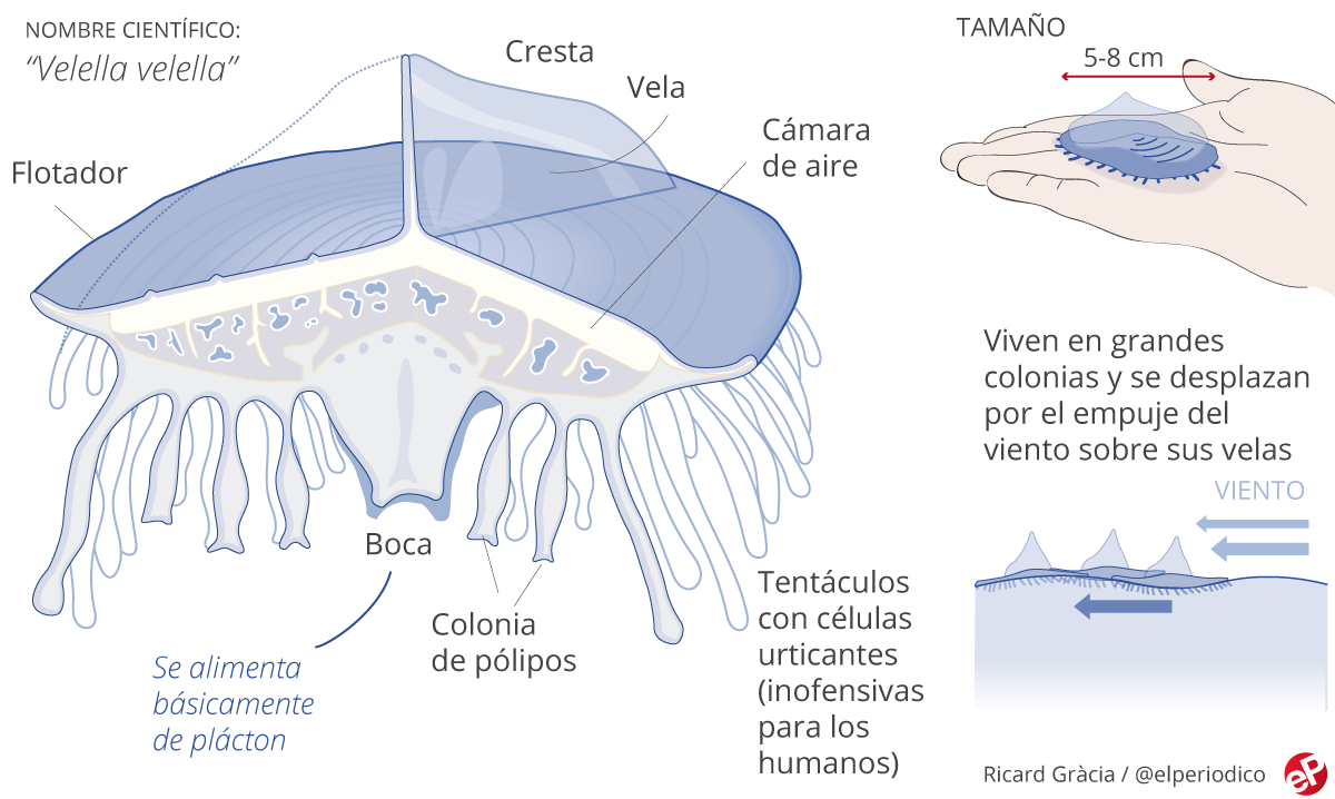 GRÁFICO | Así son las medusas velero GRÁFICO | Así son las medusas velero
