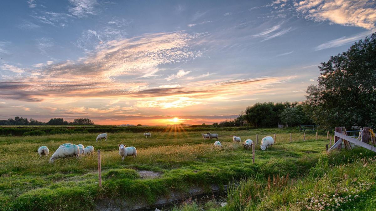 ¿Por qué es importante la ley de restauración de la naturaleza?  Claves del estándar aprobado por la Eurocámara