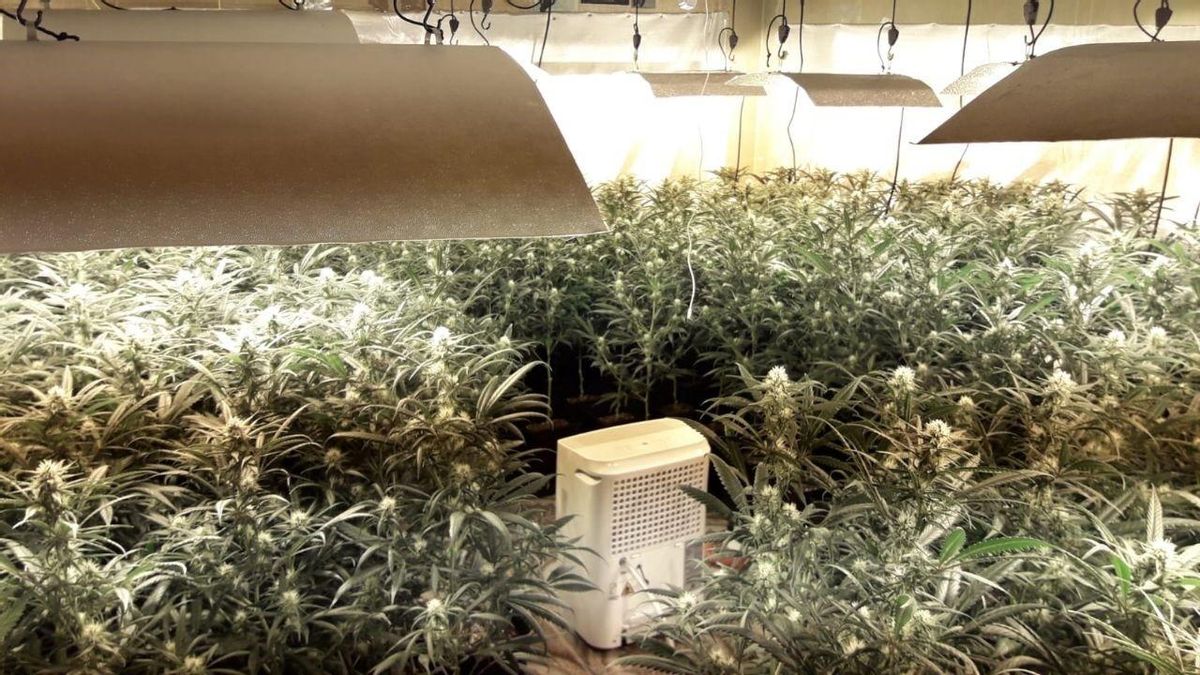 Plantación de marihuana localizada en un piso okupa de Barcelona. Plantación de marihuana localizada en un piso okupa de Barcelona.