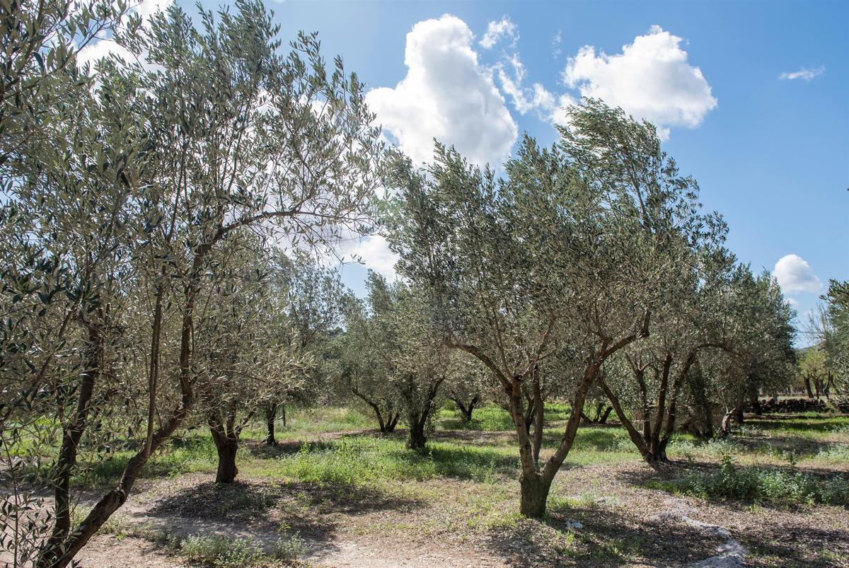 Apadrinar olivos, naranjos y almendros para salvar el campo y recibir productos de calidad