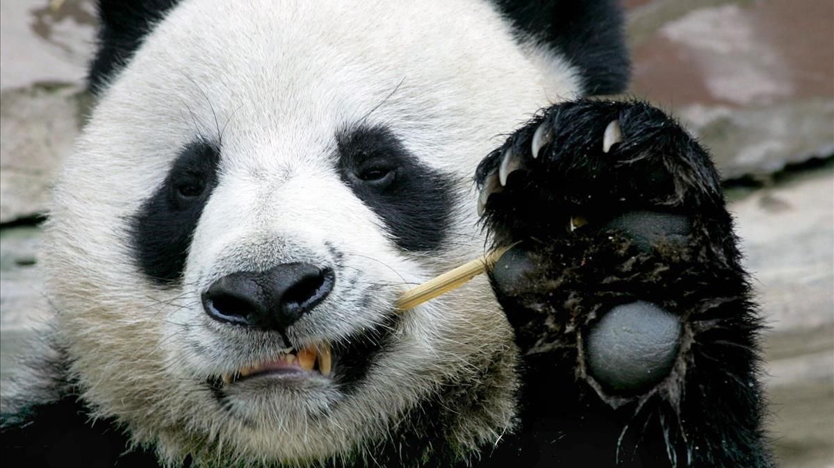 El panda Chuang Chuang, en una imagen tomada en el 2005. El panda Chuang Chuang, en una imagen tomada en el 2005.