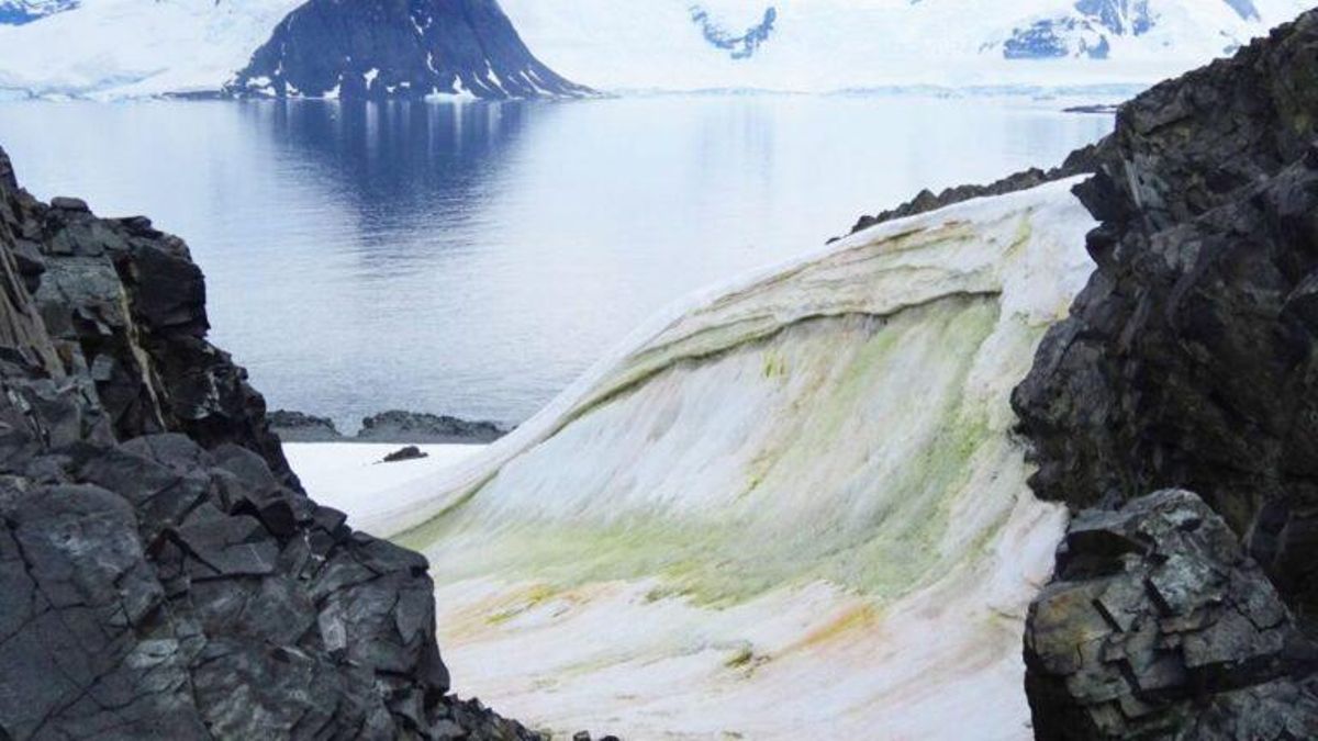 La costa de la Antártida se vuelve verde por el calor La costa de la Antártida se vuelve verde por el calor