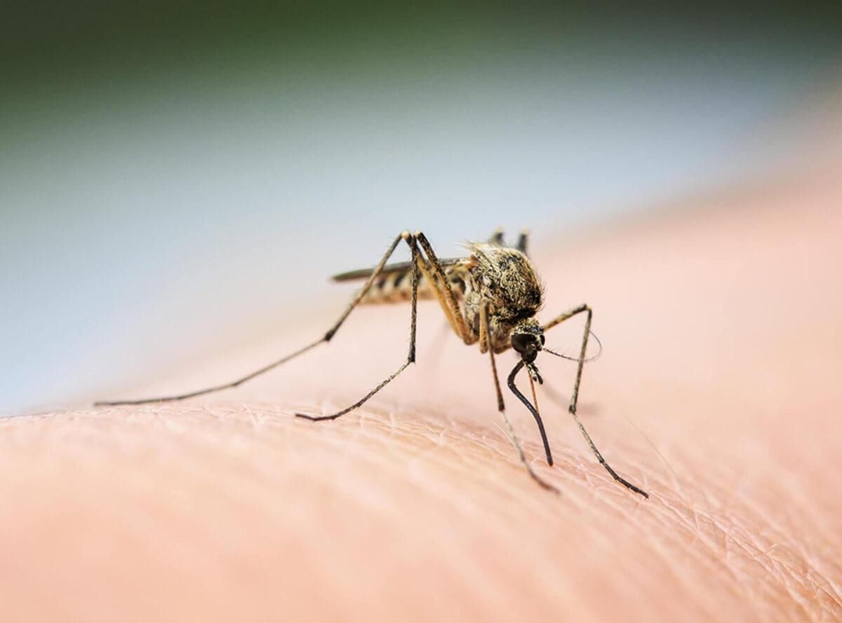 Confirman una subida “exponencial” de garrapatas y mosquitos en España Confirman una subida “exponencial” de garrapatas y mosquitos en España
