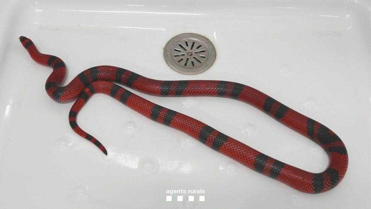 La serpiente encontrada en el baño de una casa en Terrassa.