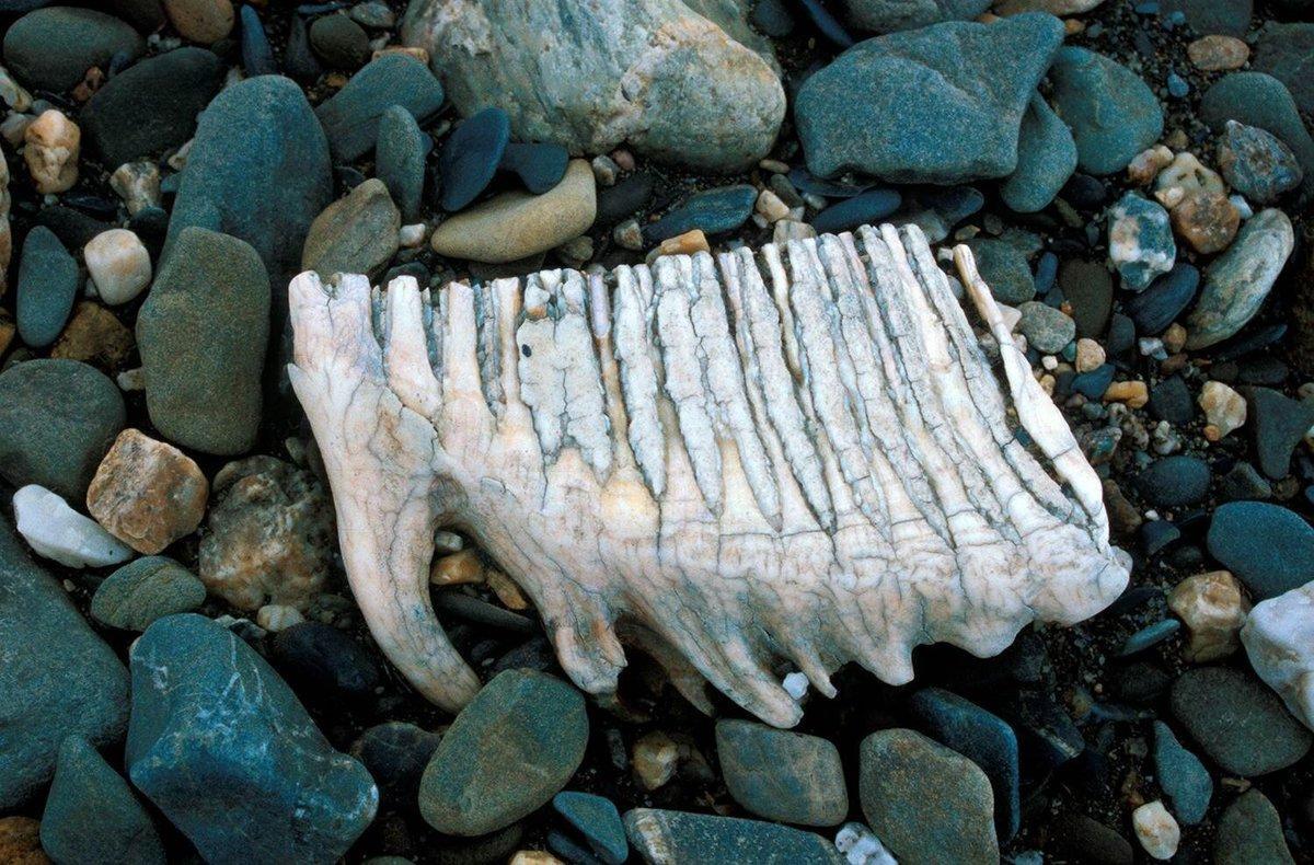 Diente de mamut encontrado en la isla de Wrangel 