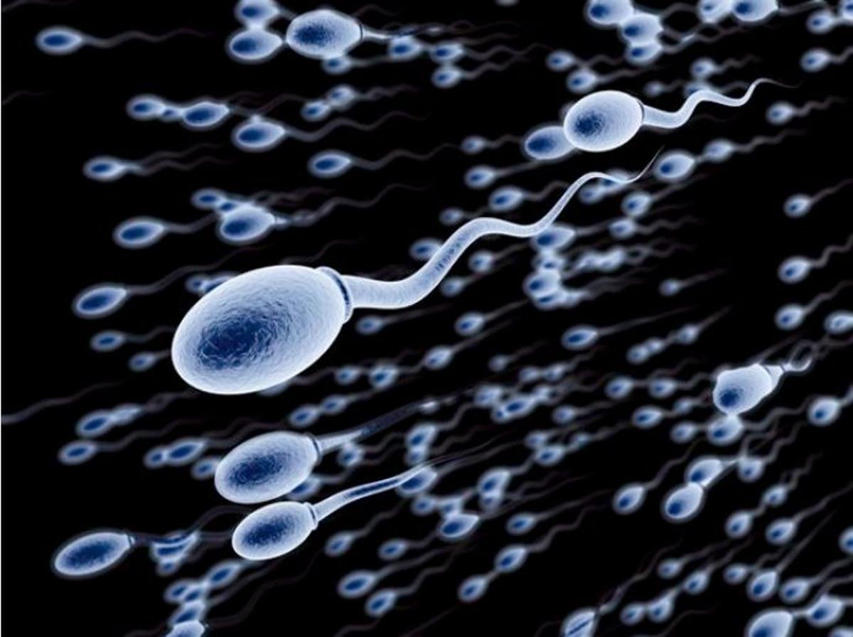 La carrera frenética de los espermatozoides