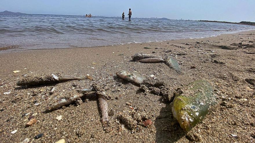 Mar Menor risc anòxia imminent - Vimarsana News