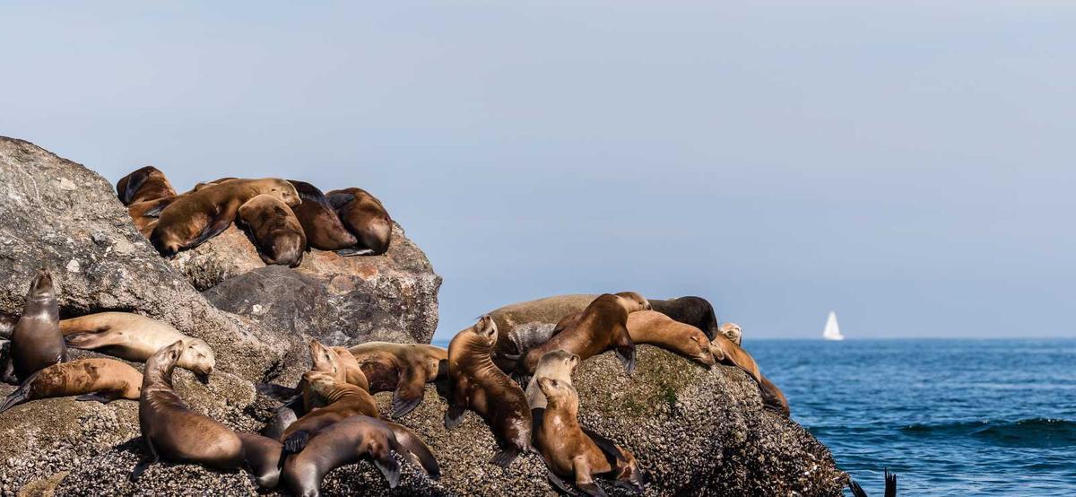 Leones marinos de California descansando en unas rocas