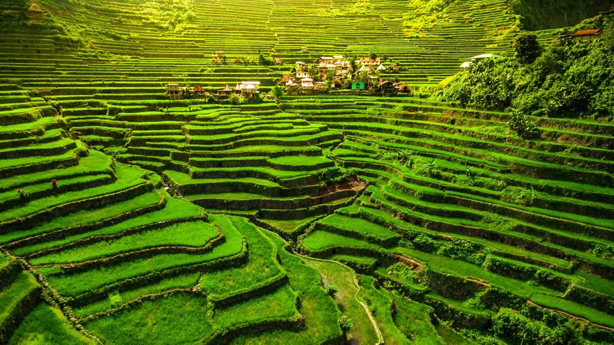 Terrazas de arroz de Ifugao, patrimonio mundial (Filipinas). Terrazas de arroz de Ifugao, patrimonio mundial (Filipinas).