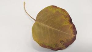 ¿Por qué se secan las puntas de las hojas de las plantas y cómo evitarlo?