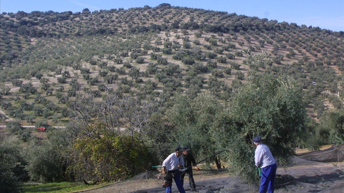 Un olivar de Córdoba