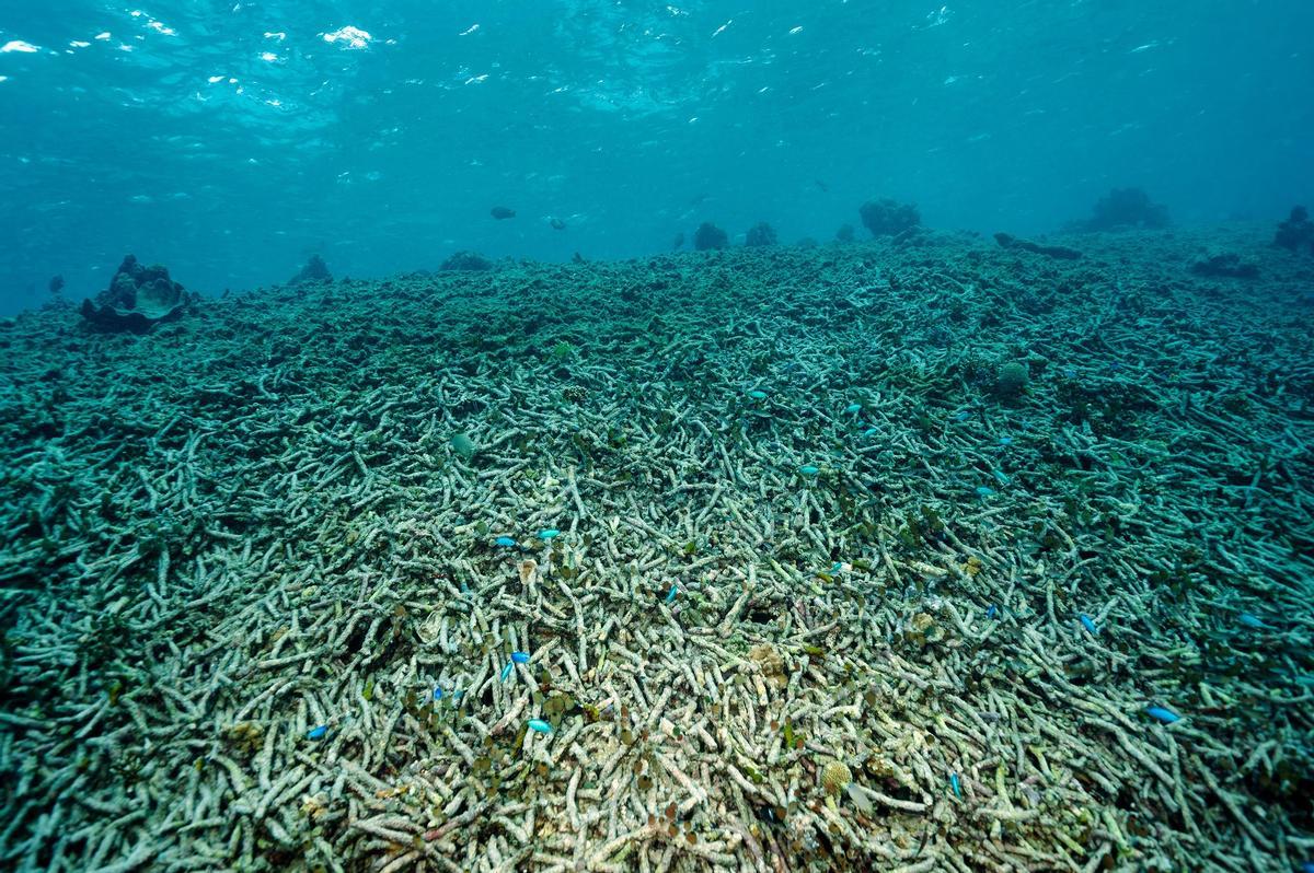 Acidificación de los océanos: banco de coral muerto en Indonesia