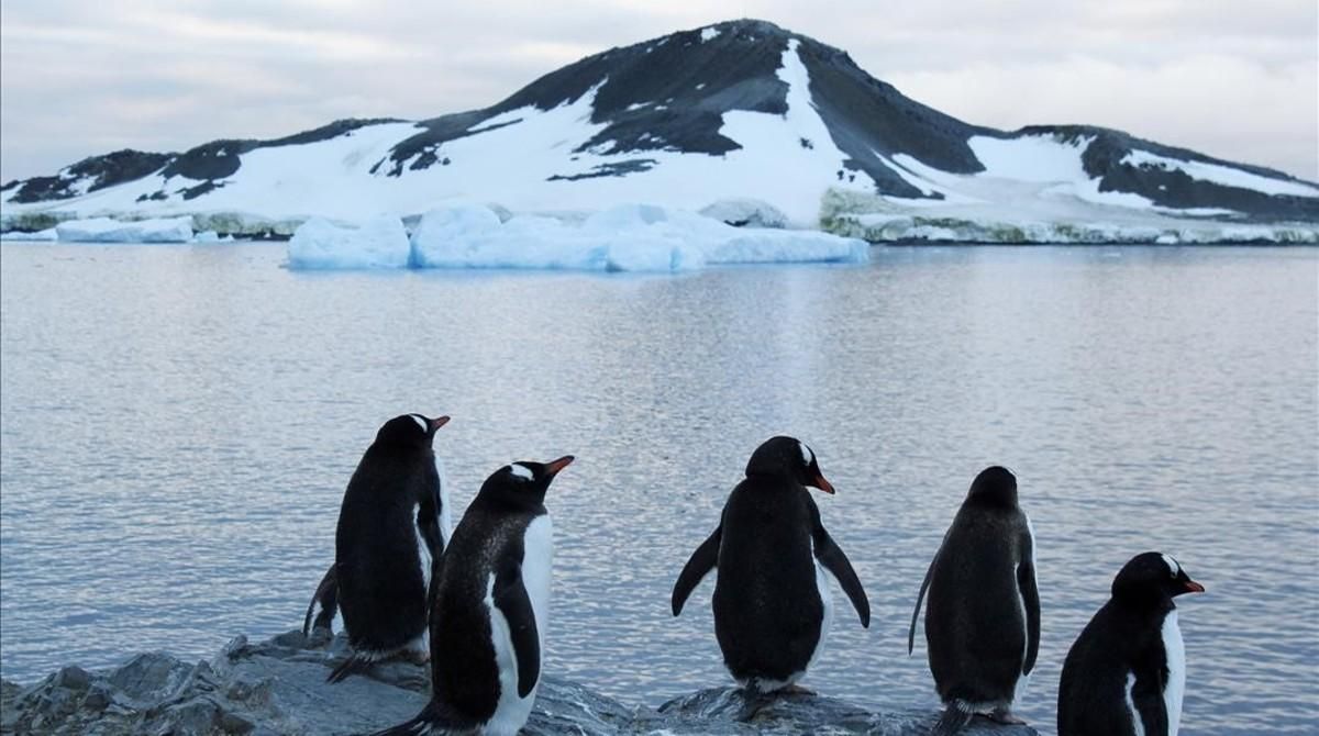 Pingüinos en la Antártida. Pingüinos en la Antártida.