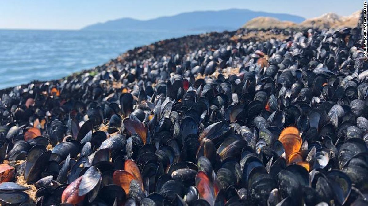 Mejillones muertos en la playa de Lighthouse Park, en Vancouver (Canadá). Mejillones muertos en la playa de Lighthouse Park, en Vancouver (Canadá).