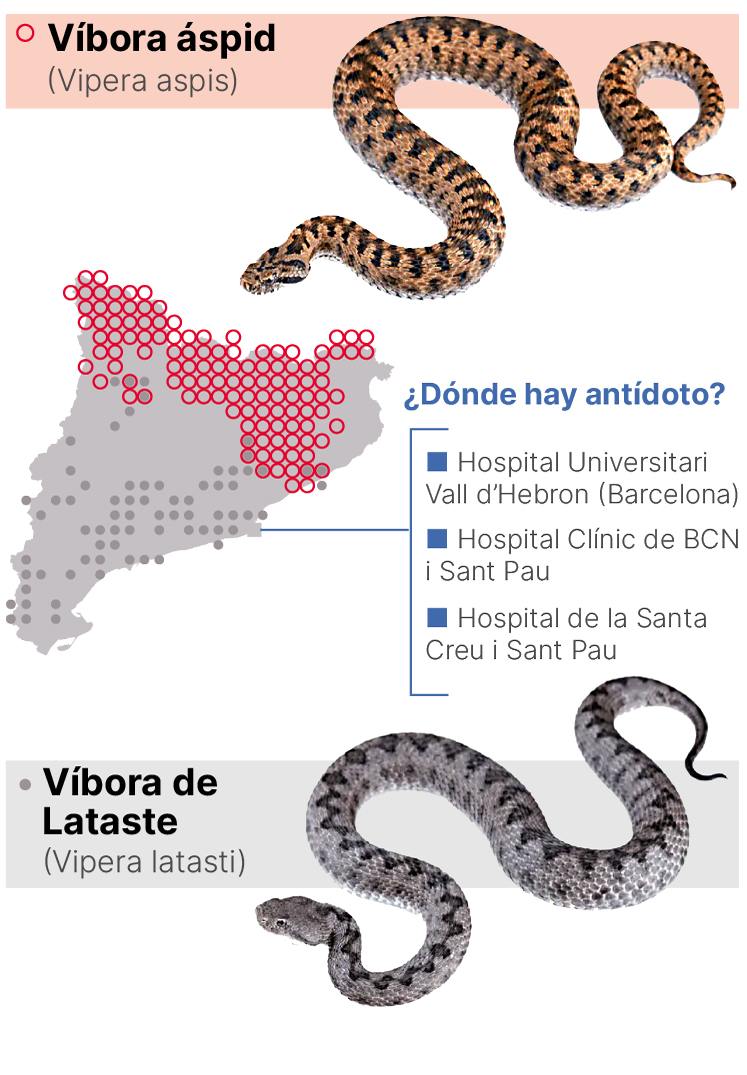 Imagen sobre el antidoto