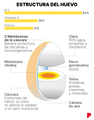 Estructura del huevo