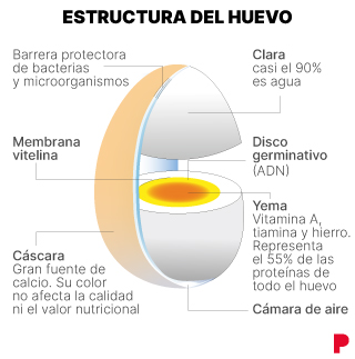 Estructura del huevo